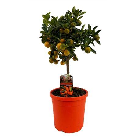 Горшечные цветы и растения оптом Citrus Calamondin On Stem от 1шт (для телеги) из Голландии с доставкой по России