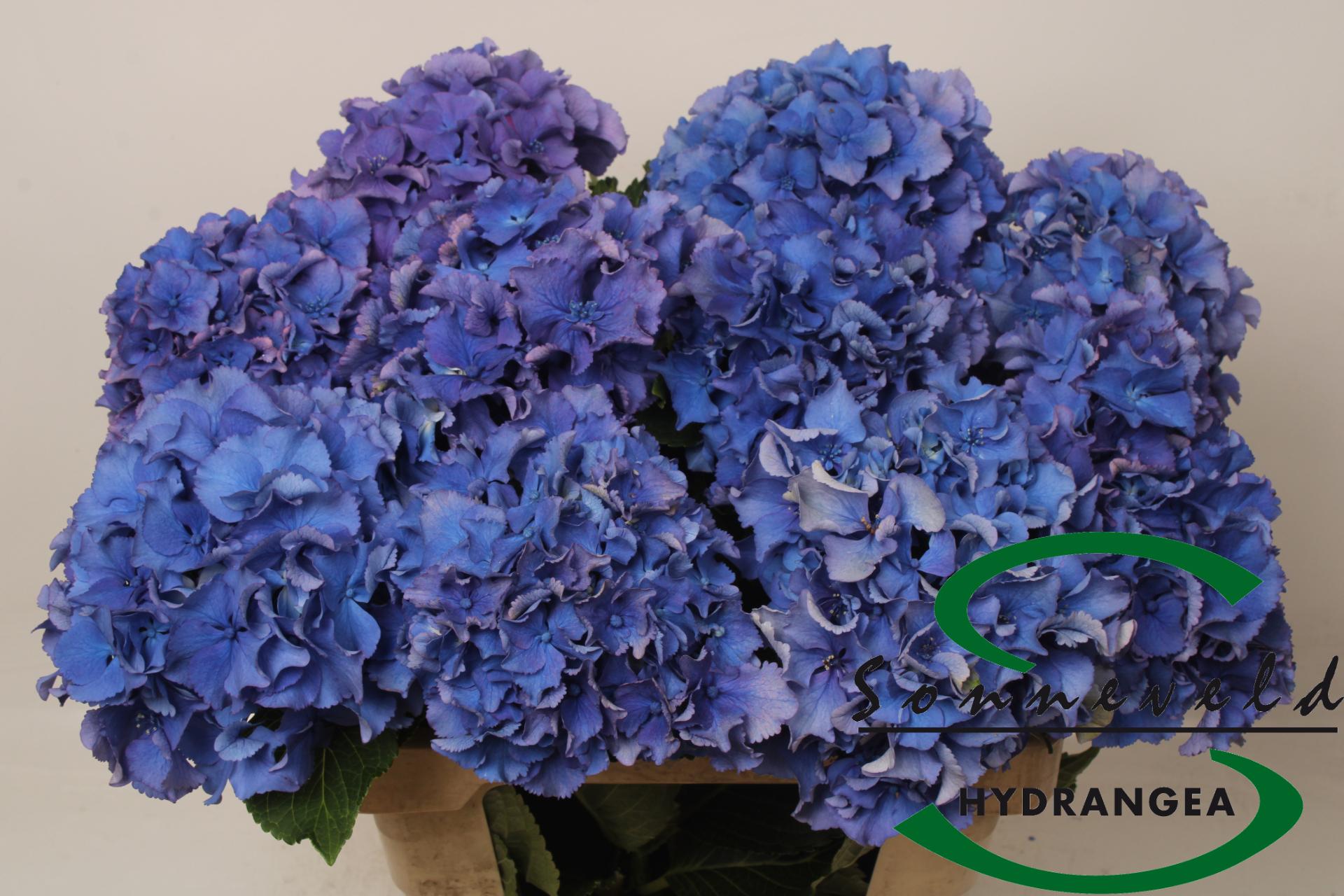 Срезанные цветы оптом Hydrangea royal parade от 10шт из Голландии с доставкой по России