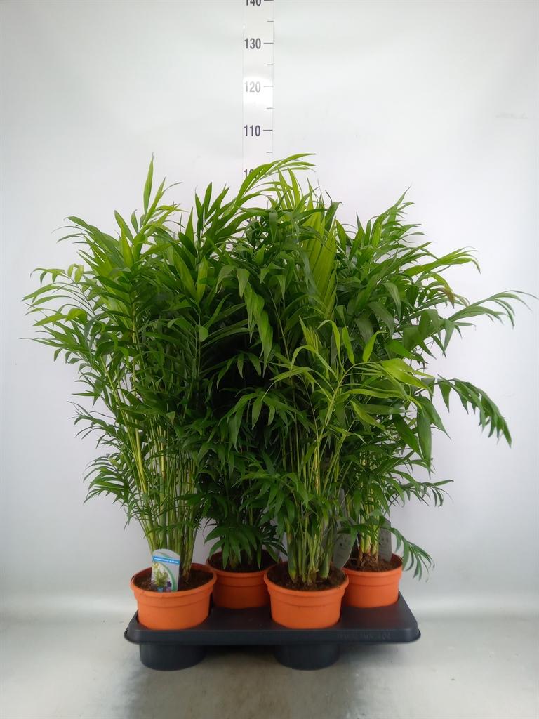 Горшечные цветы и растения оптом Chamaedorea Elegans от 4шт из Голландии с доставкой по России