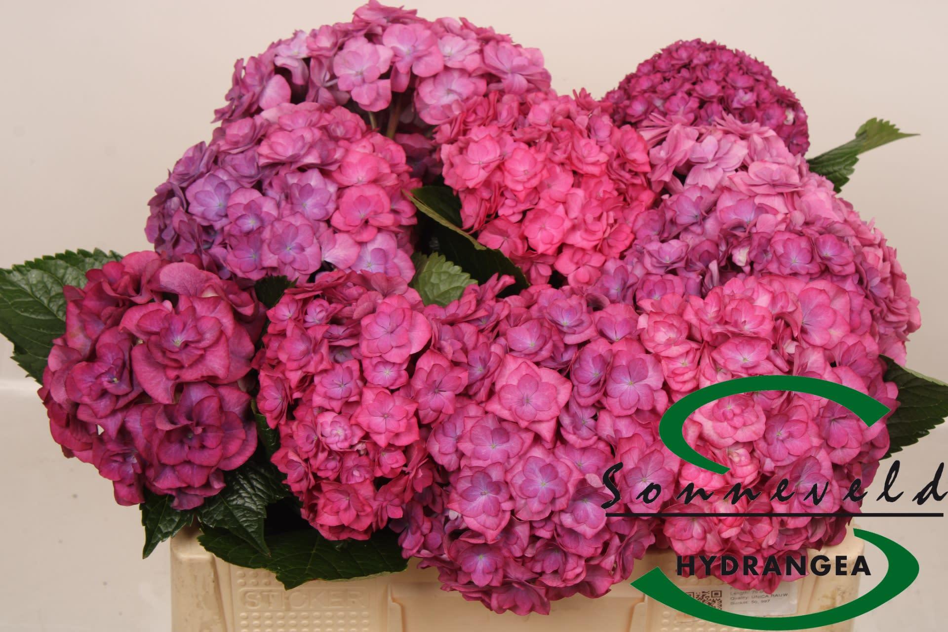 Срезанные цветы оптом Hydrangea royal anastasia red purple от 10шт из Голландии с доставкой по России