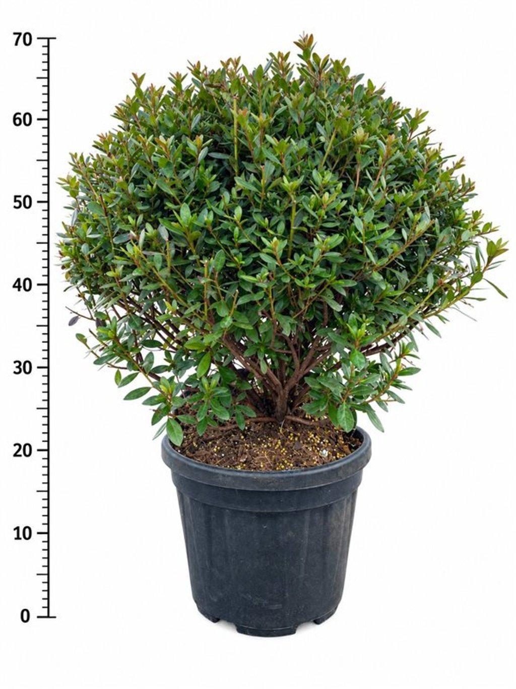 Горшечные цветы и растения оптом Rhododendron (aj) aladdin Scout от 1шт из Голландии с доставкой по России