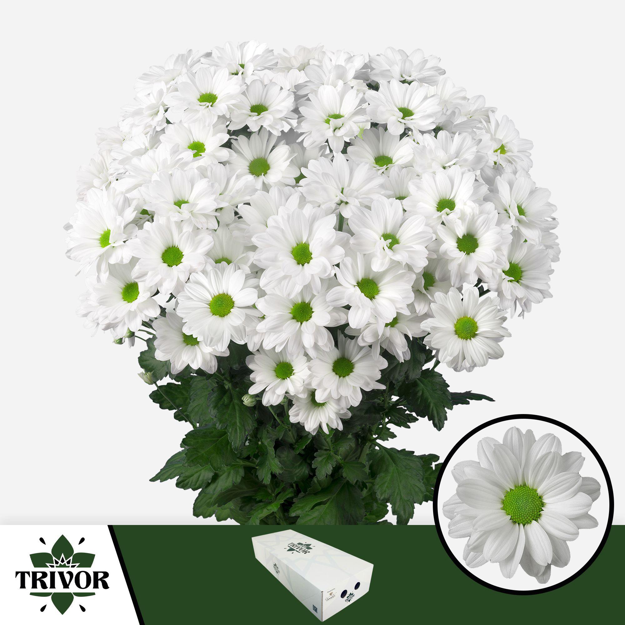 Срезанные цветы оптом Chrys sp kennedy от 160шт. из Голландии с доставкой по России