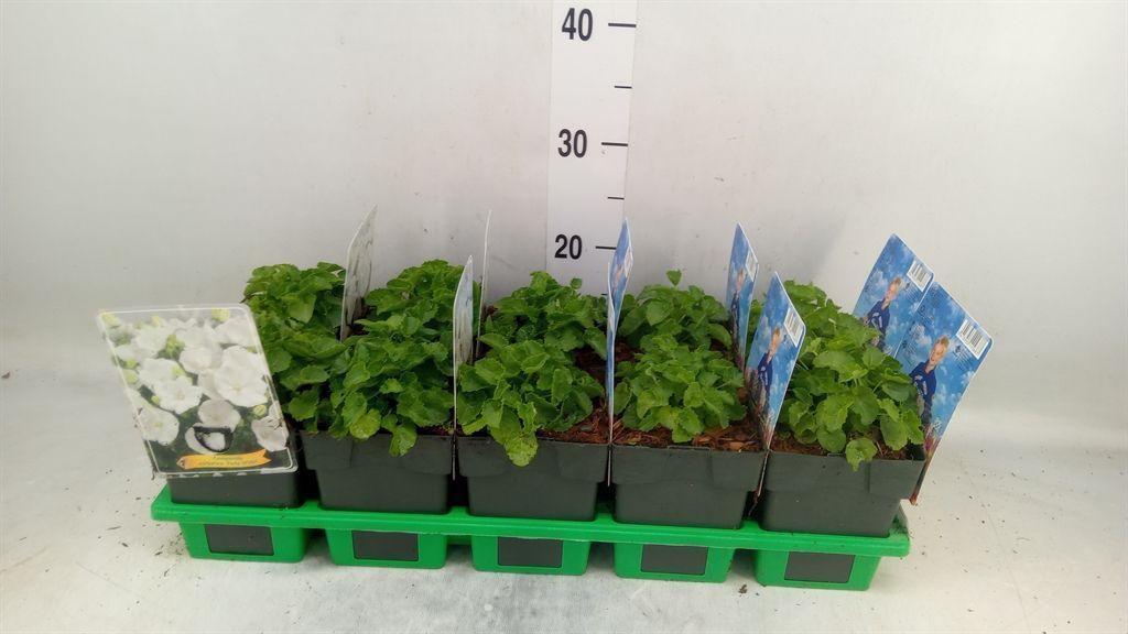Горшечные цветы и растения оптом Campanula Carp. от 10шт (для телеги) из Голландии с доставкой по России