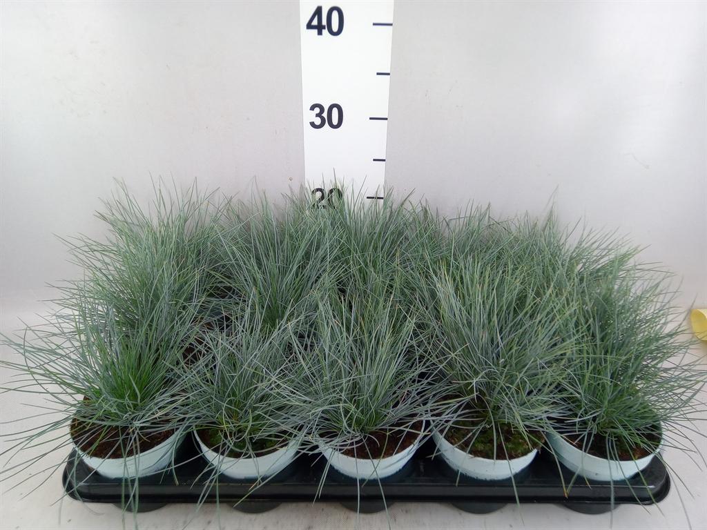 Горшечные цветы и растения оптом Festuca Glauca compacta Blue от 15шт из Голландии с доставкой по России