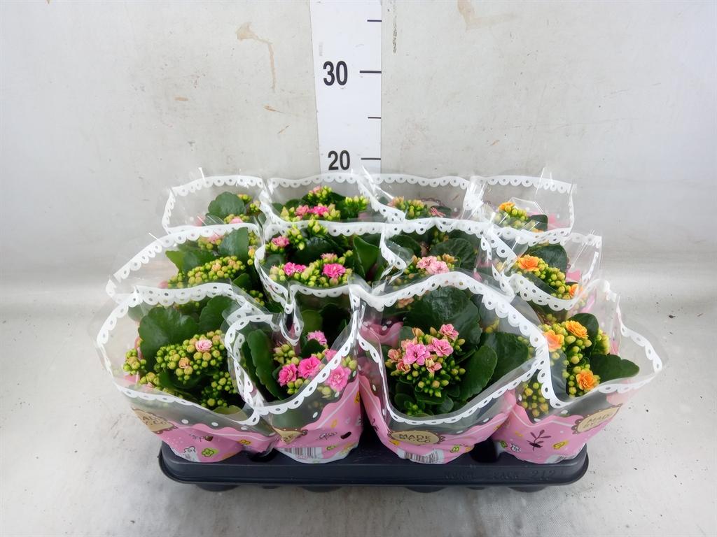 Горшечные цветы и растения оптом Kal Ros Mix Special от 12шт (для телеги) из Голландии с доставкой по России