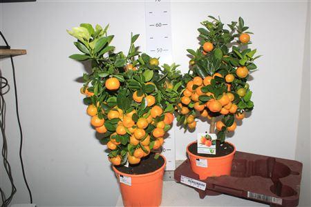 Горшечные цветы и растения оптом Citr Microcarpa 30+ от 2шт (для телеги) из Голландии с доставкой по России