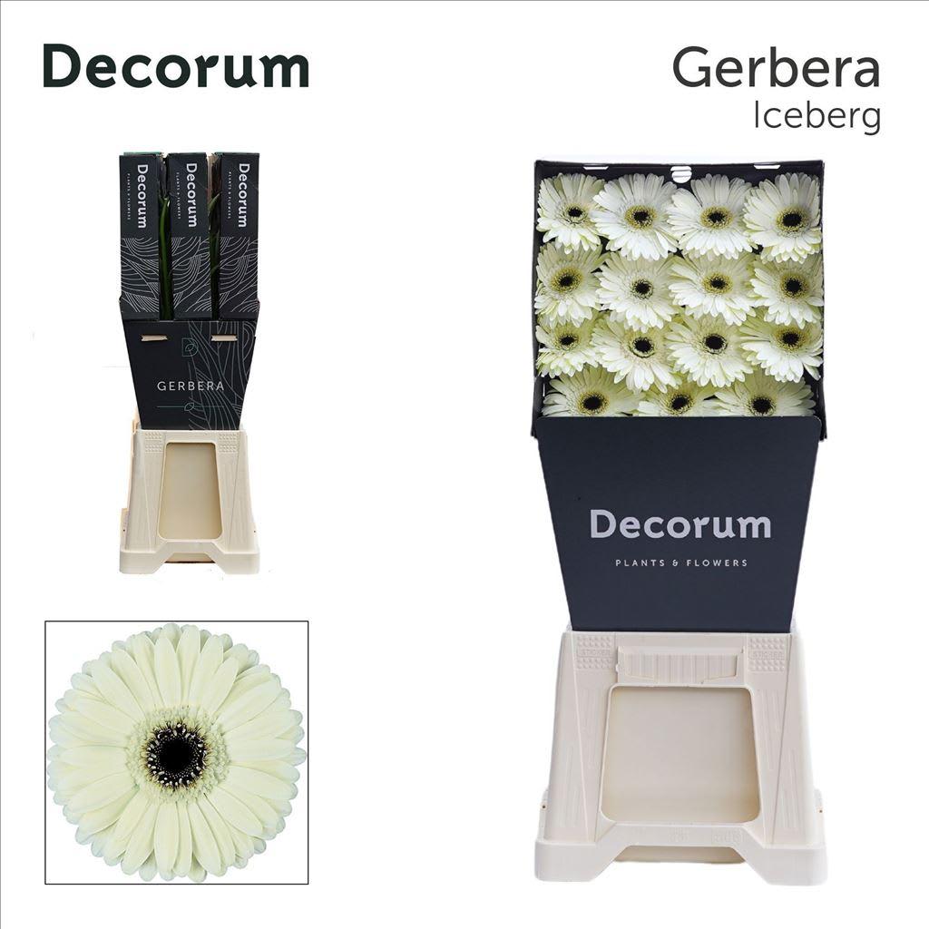 Срезанные цветы оптом Gerbera diamond iceberg от 45шт из Голландии с доставкой по России