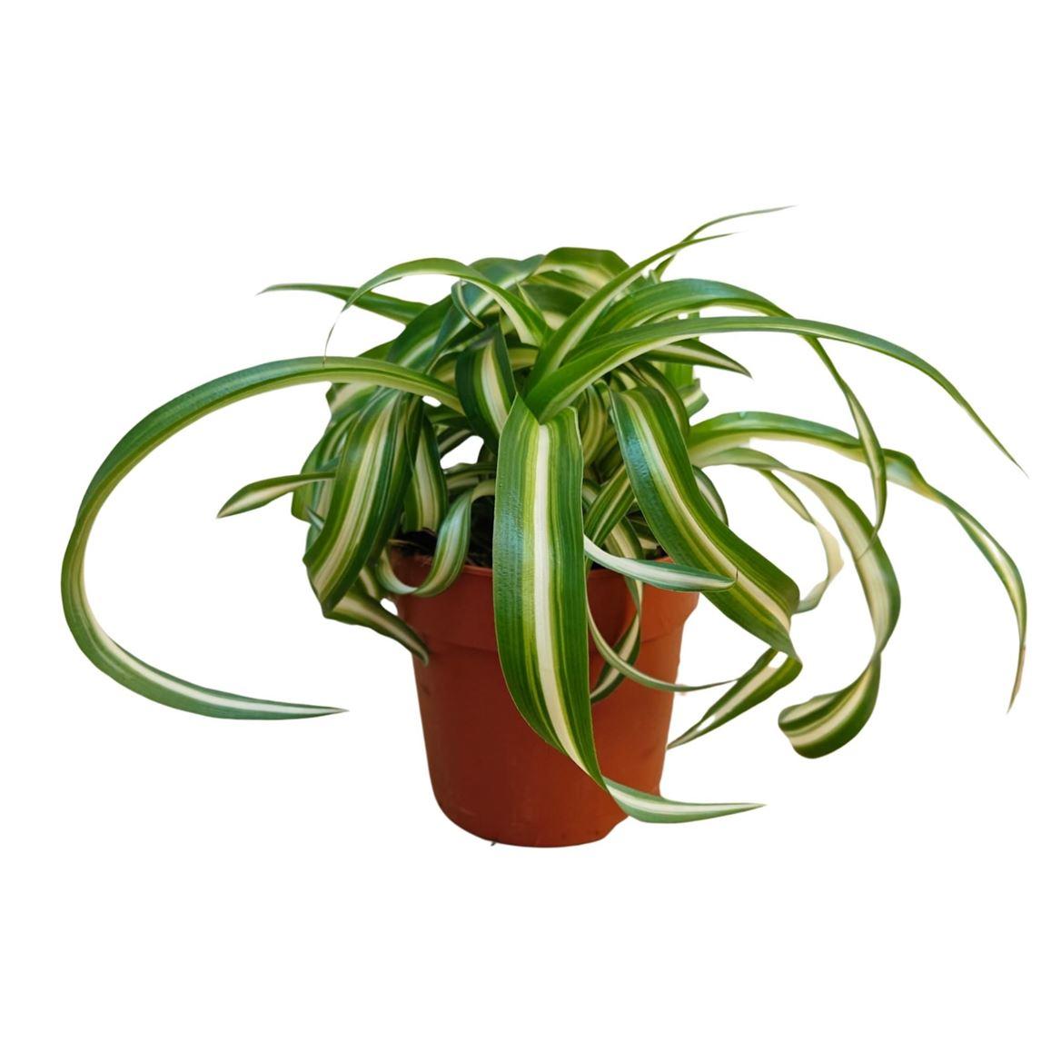 Горшечные цветы и растения оптом Chlorophytum Bonnie Variegata от 10шт из Голландии с доставкой по России