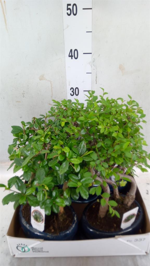 Горшечные цветы и растения оптом Bonsai   ...mix от 5шт из Голландии с доставкой по России