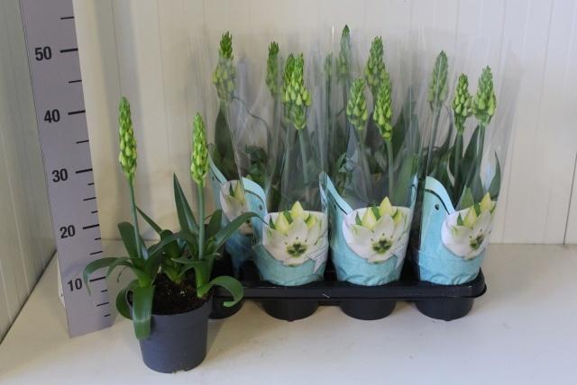 Горшечные цветы и растения оптом Ornithogalum Thyrsoi от 7шт из Голландии с доставкой по России