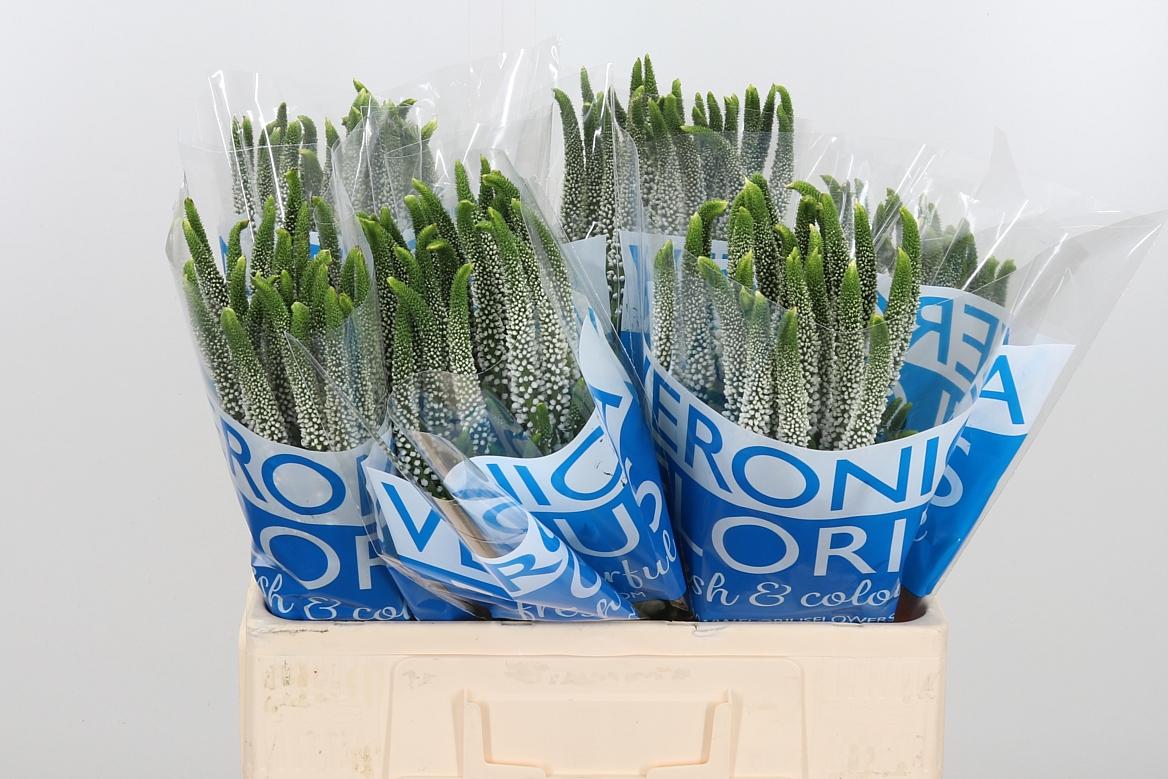 Срезанные цветы оптом Veronica white от 150шт из Голландии с доставкой по России