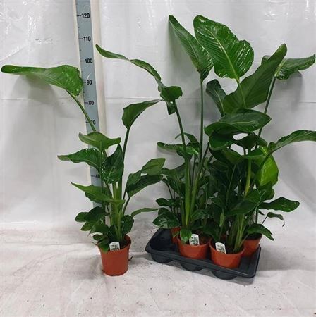 Горшечные цветы и растения оптом Strelitzia Nicolai 2pp от 6шт из Голландии с доставкой по России