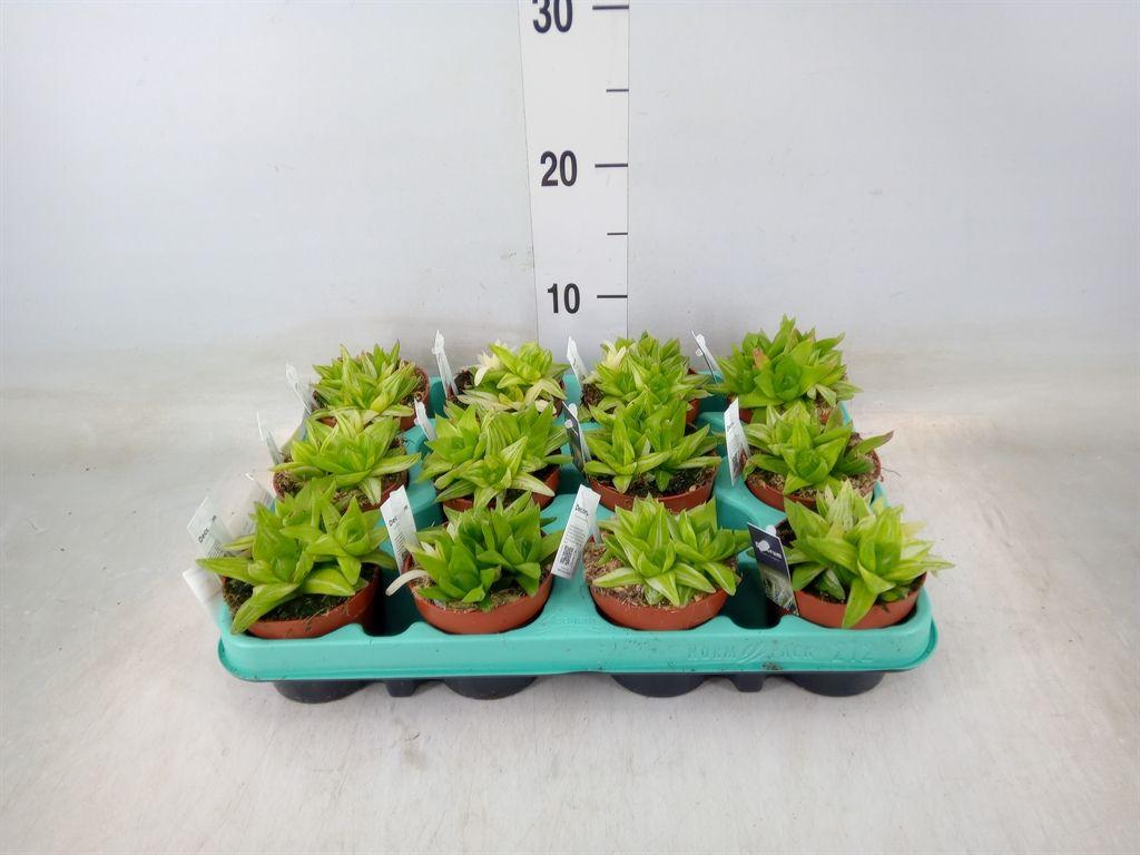 Горшечные цветы и растения оптом Haworthia   ... от 12шт (для телеги) из Голландии с доставкой по России
