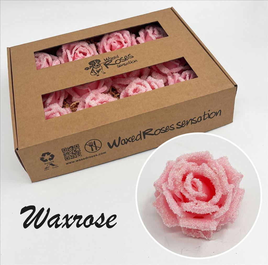 Срезанные цветы оптом Rosa large silk wax icy pink от 12шт из Голландии с доставкой по России