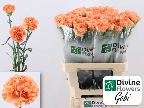 Срезанные цветы оптом Dianthus st gobi от 80шт из Голландии с доставкой по России