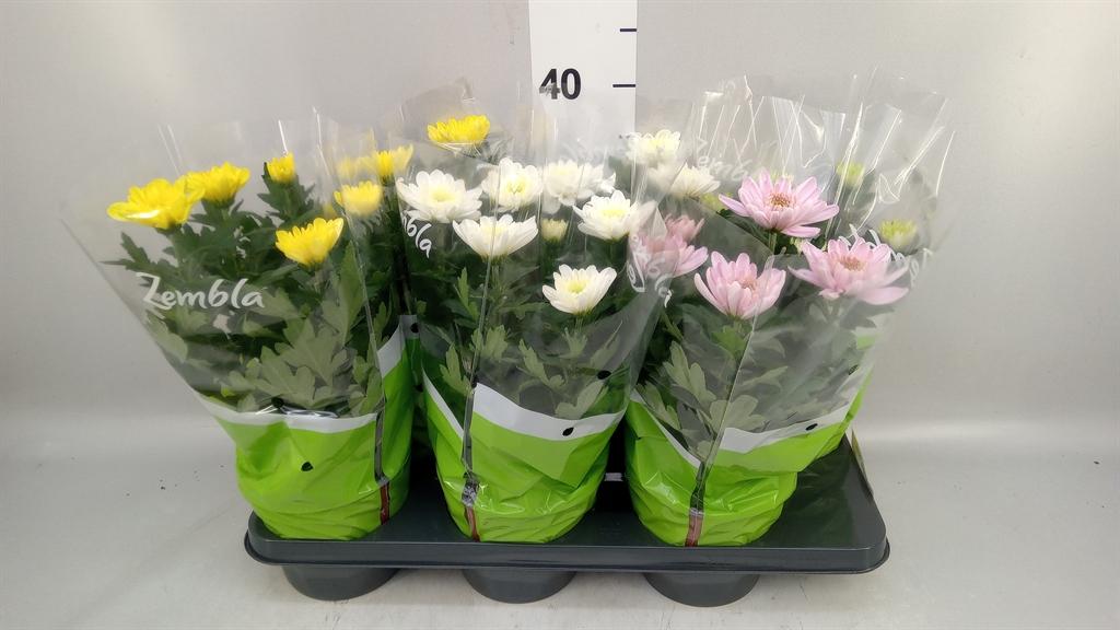 Горшечные цветы и растения оптом Chrysanthemum zembla ..mix от 6шт из Голландии с доставкой по России