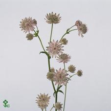 Срезанные цветы оптом Astrantia rosalee от 100шт из Голландии с доставкой по России
