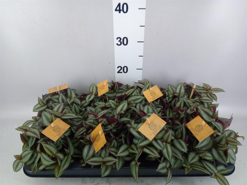 Горшечные цветы и растения оптом Tradescantia Zebr. purpusii от 8шт из Голландии с доставкой по России