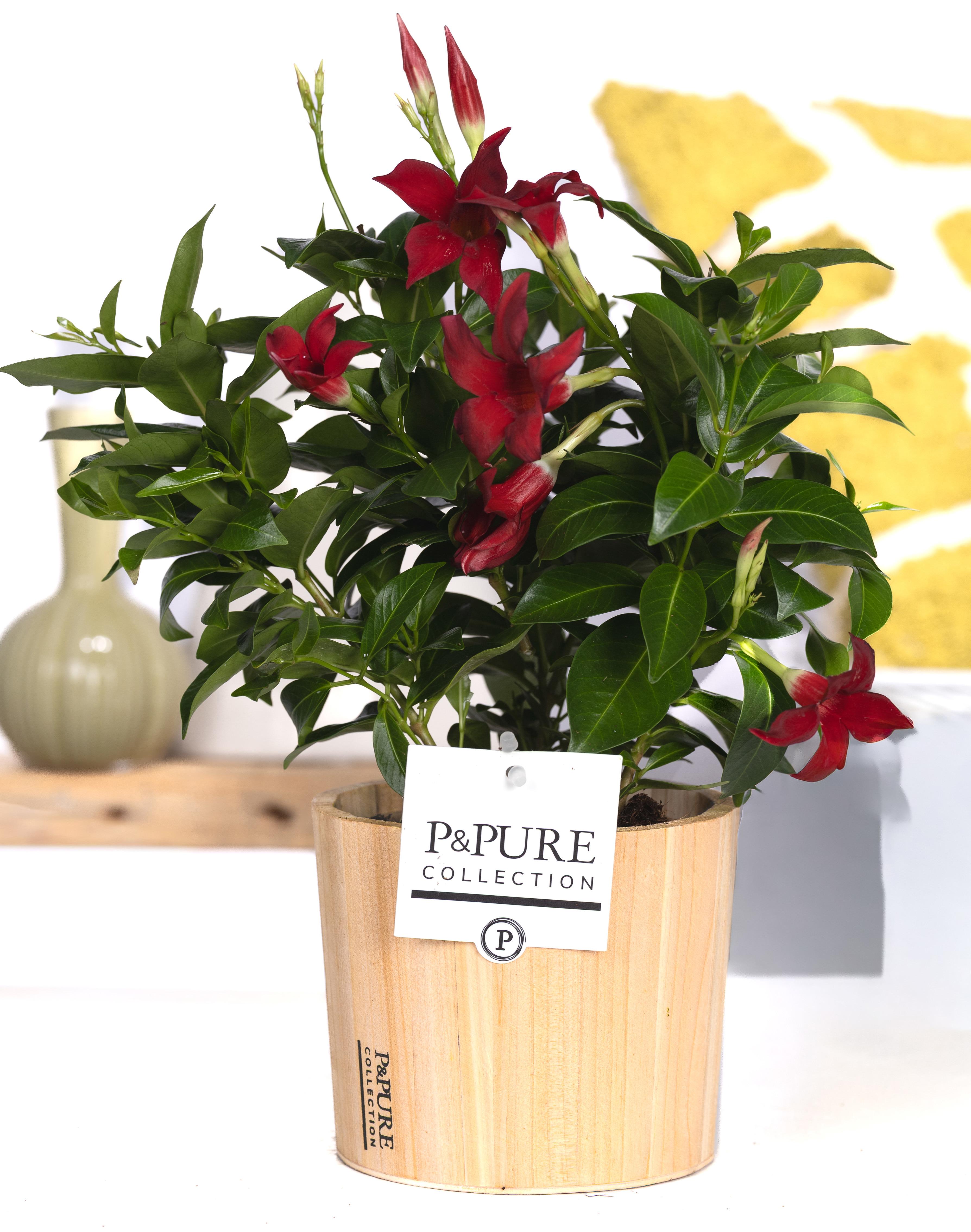 Горшечные цветы и растения оптом Mandeville Rood In Wood Pot Ppure от 5шт из Голландии с доставкой по России