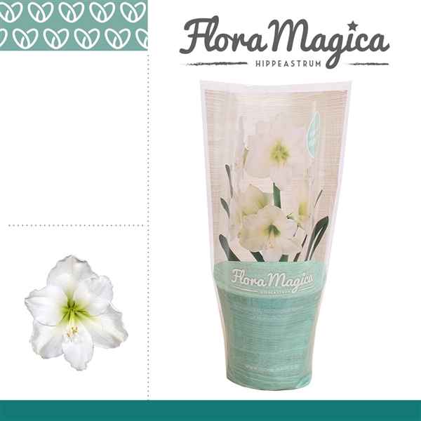 Горшечные цветы и растения оптом Hipp Arctic White 1pp Flora Magica от 10шт из Голландии с доставкой по России