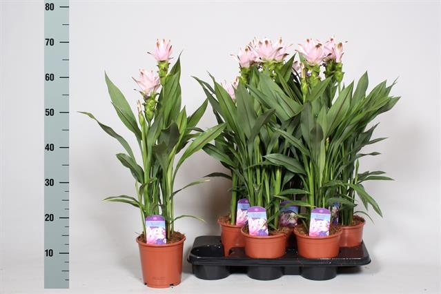 Горшечные цветы и растения оптом Curcu Al Siam Swing от 6шт из Голландии с доставкой по России