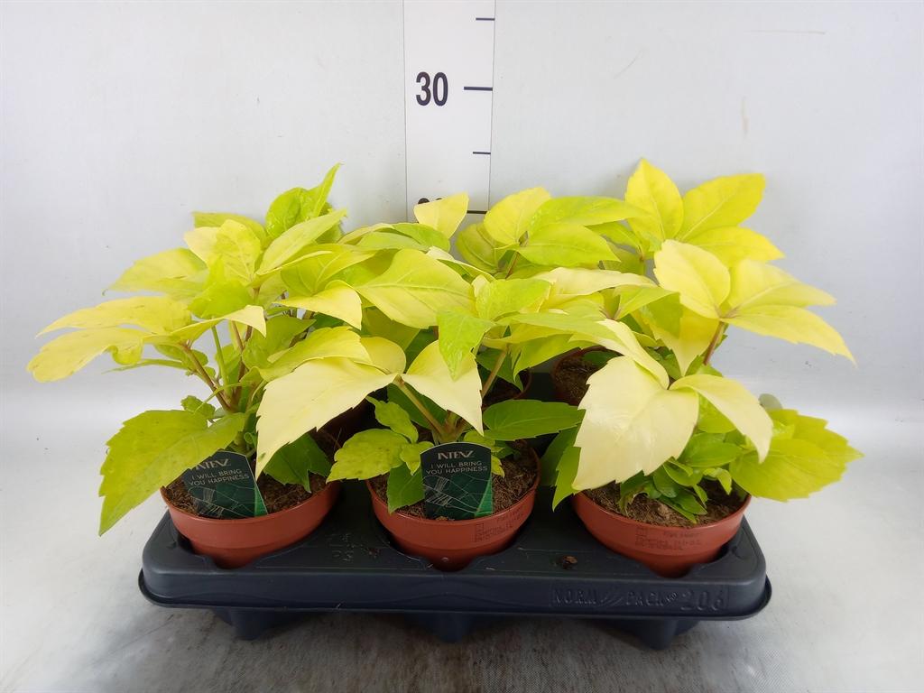 Горшечные цветы и растения оптом Schefflera Actin. от 6шт из Голландии с доставкой по России