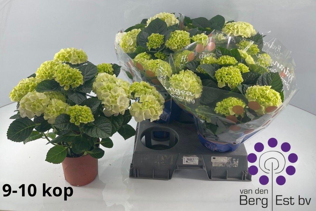 Горшечные цветы и растения оптом Hydr M Sax Bri White от 6шт из Голландии с доставкой по России