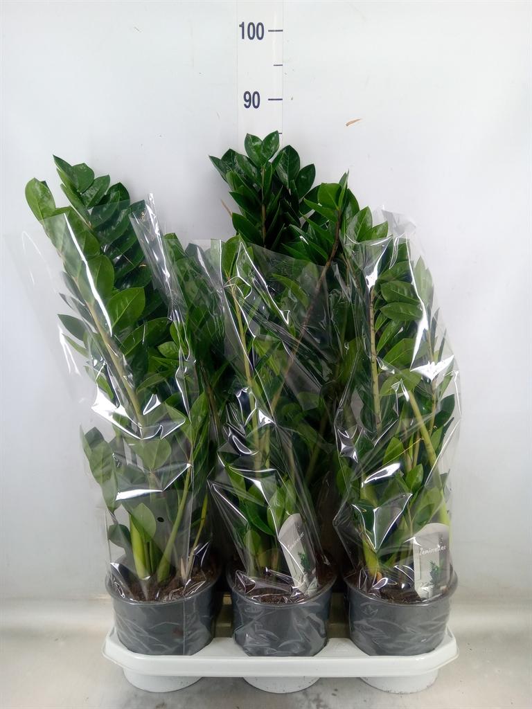 Горшечные цветы и растения оптом Zamioculcas Zamiifolia от 3шт из Голландии с доставкой по России