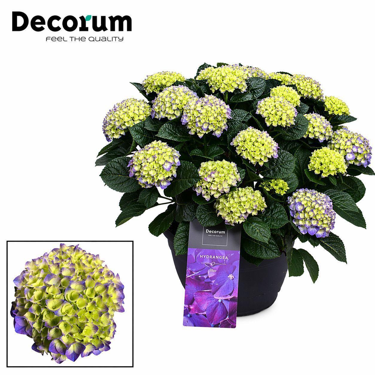 Горшечные цветы и растения оптом Hydrangea Ma Blue 20+ (decorum) от 1шт из Голландии с доставкой по России