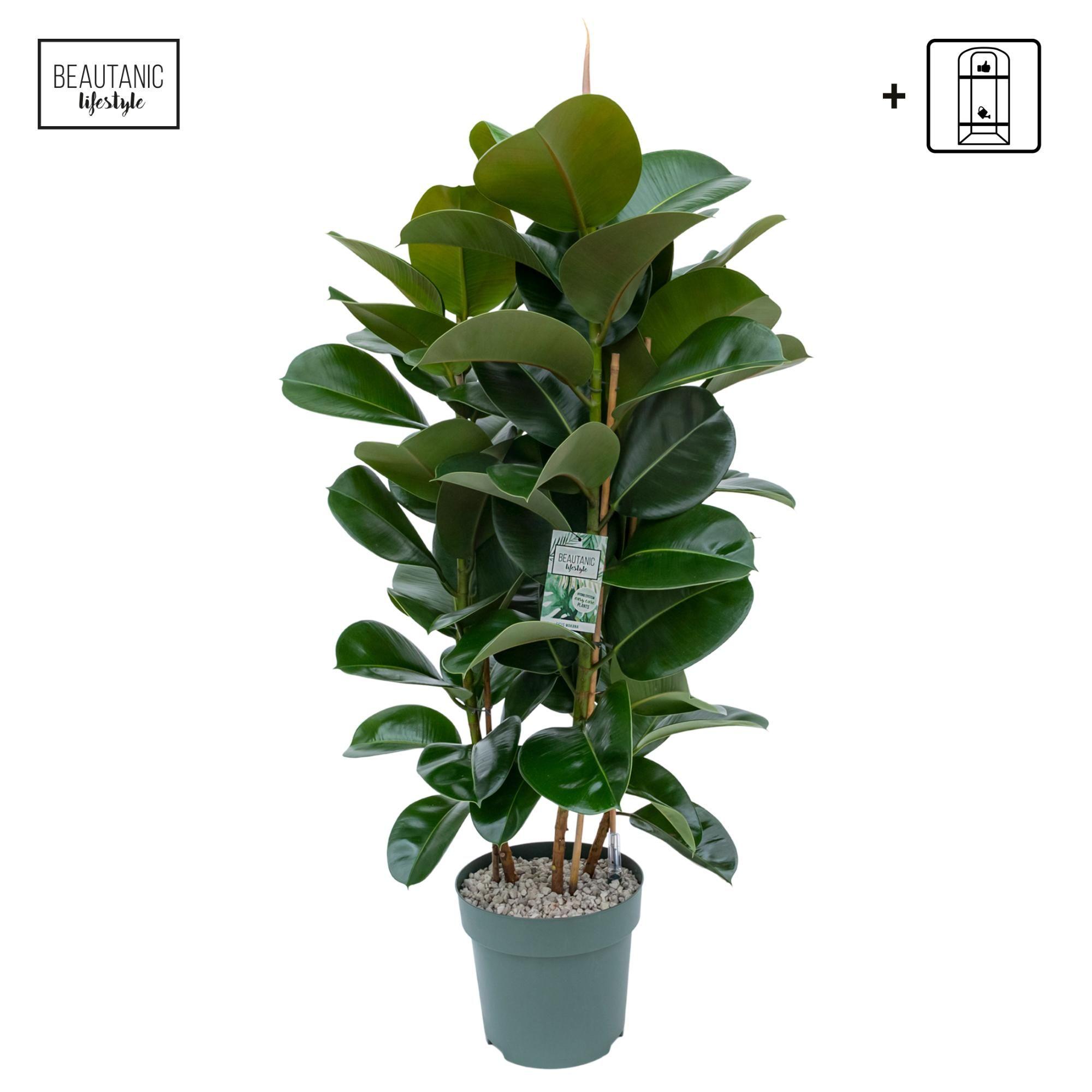 Горшечные цветы и растения оптом Ficus El Makana 3pp от 1шт из Голландии с доставкой по России