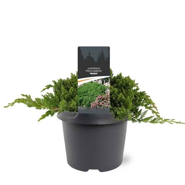 Горшечные цветы и растения оптом Juniperus Proc Nana от 1шт из Голландии с доставкой по России