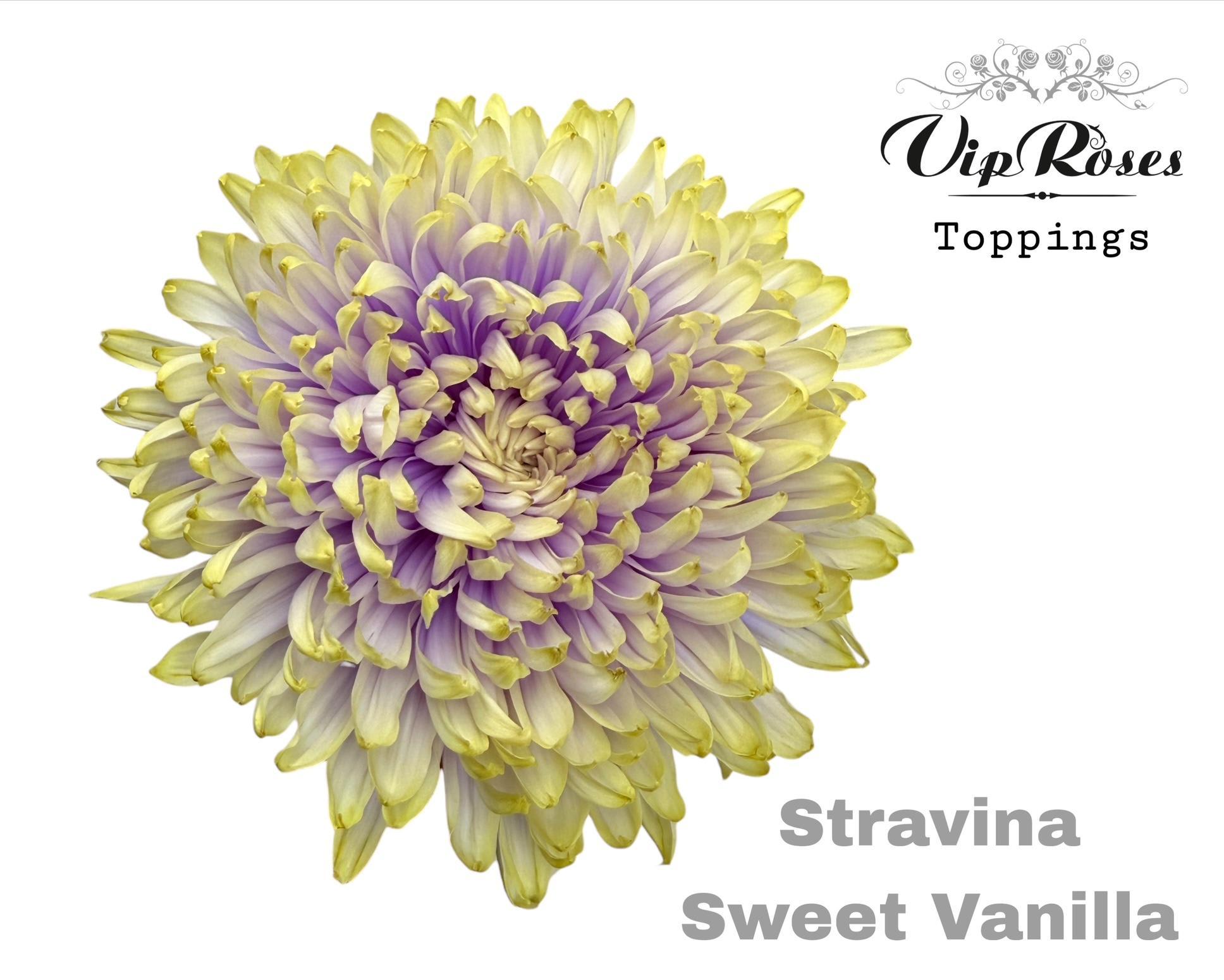 Срезанные цветы оптом Chrys bl paint stravina sweet vanilla от 20шт из Голландии с доставкой по России