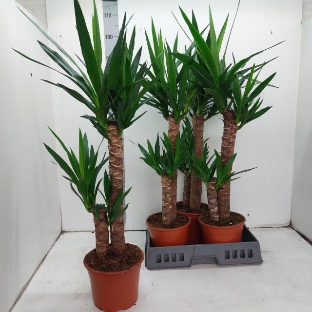 Горшечные цветы и растения оптом Yucca от 4шт из Голландии с доставкой по России