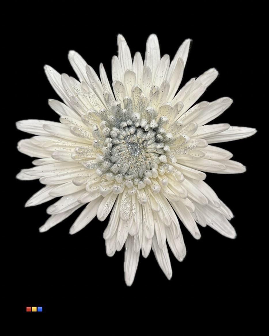 Срезанные цветы оптом Chrys bl paint anastasia sparkling silver от 40шт из Голландии с доставкой по России