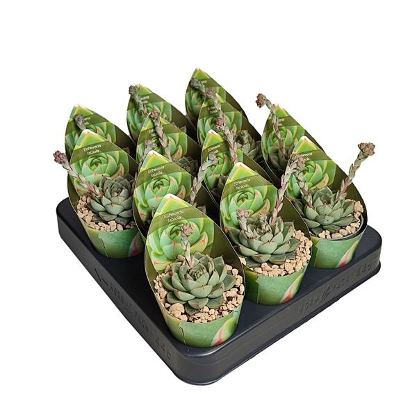 Горшечные цветы и растения оптом Echeveria Fabiola Potcover от 12шт (для телеги) из Голландии с доставкой по России