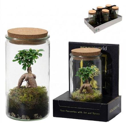 Горшечные цветы и растения оптом Bonsai Ov от 5шт из Голландии с доставкой по России