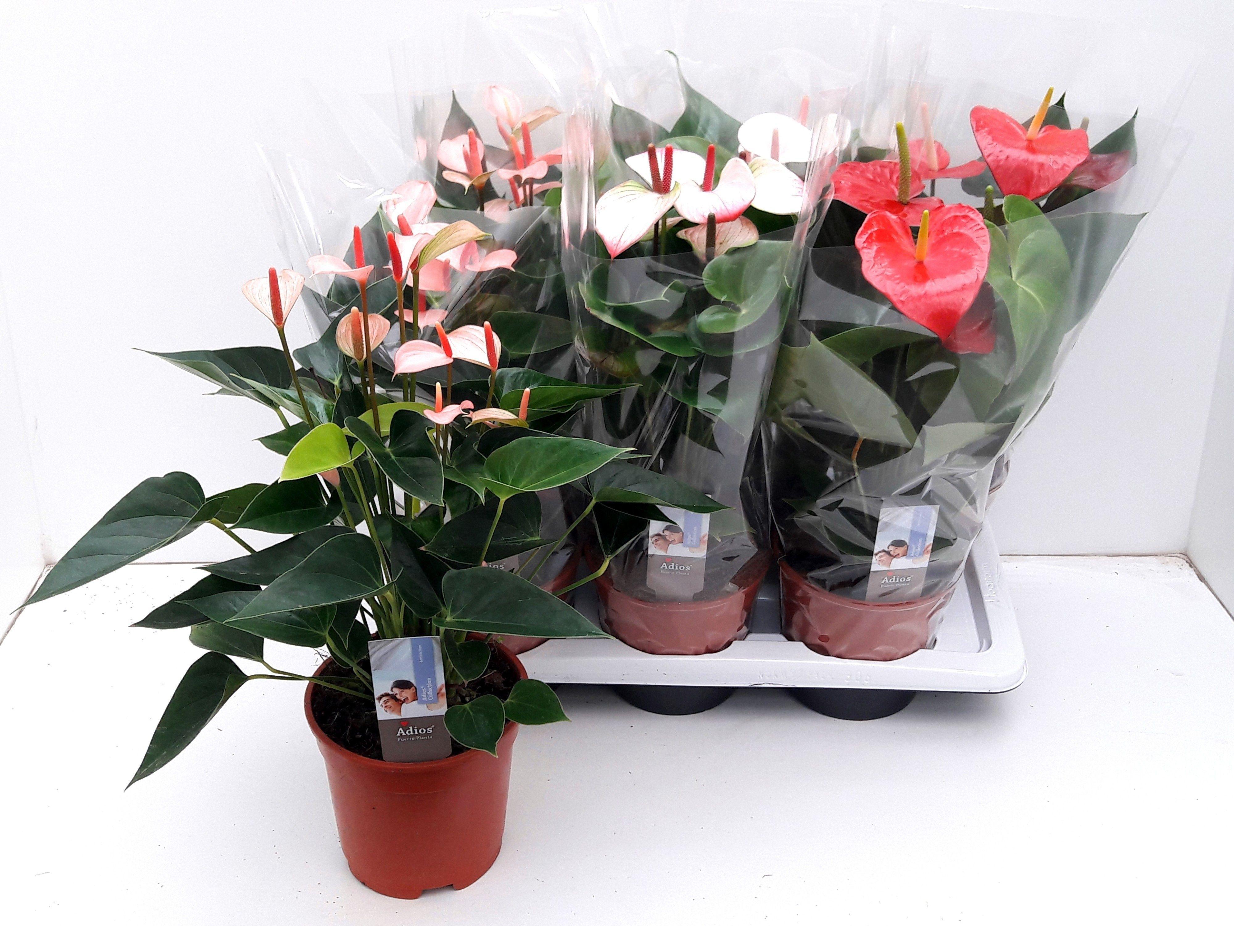 Горшечные цветы и растения оптом Anthu An Gem 3 Kl от 6шт из Голландии с доставкой по России