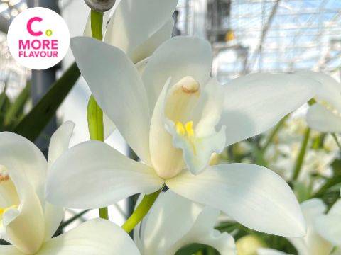 Срезанные цветы оптом Minicymbidium pina colada от 6шт. из Голландии с доставкой по России