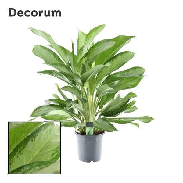 Горшечные цветы и растения оптом Aglaonema Cleopatra (decorum) от 1шт из Голландии с доставкой по России