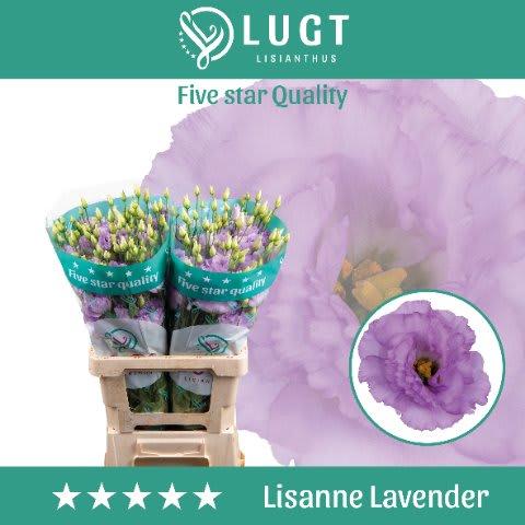 Срезанные цветы оптом Lisianthus do lisanne deep lavender от 20шт из Голландии с доставкой по России