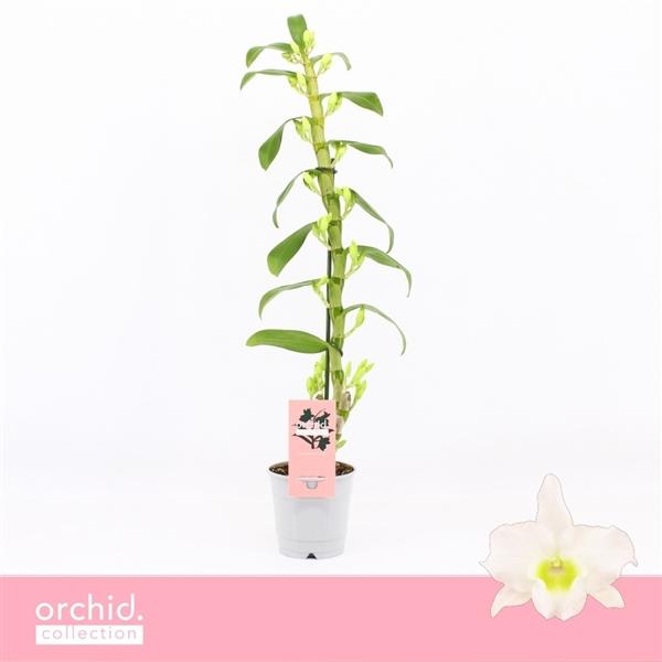 Горшечные цветы и растения оптом Dendr Nob 1st Apollon Orchid Collection от 10шт из Голландии с доставкой по России