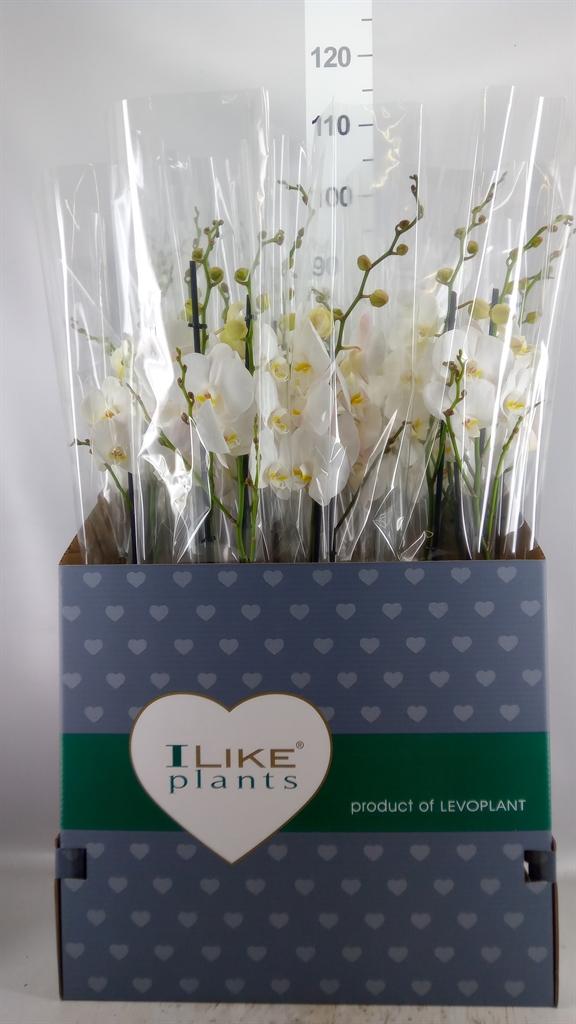 Горшечные цветы и растения оптом Phalaenopsis ...white от 12шт из Голландии с доставкой по России