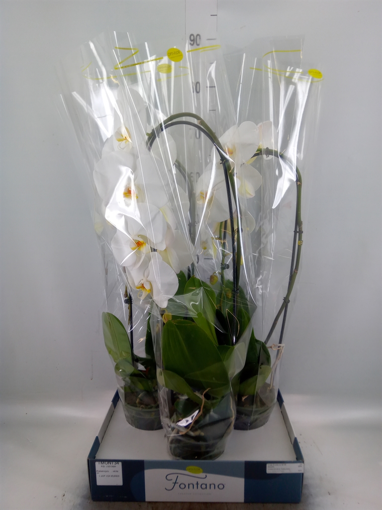 Горшечные цветы и растения оптом Phalaenopsis   ...white от 3шт из Голландии с доставкой по России