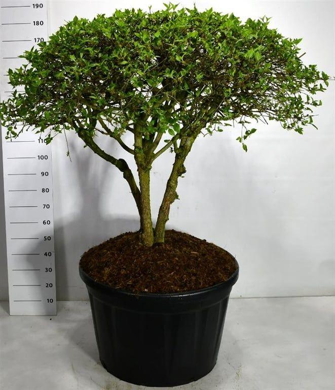 Горшечные цветы и растения оптом Cornus Mas от 1шт из Голландии с доставкой по России