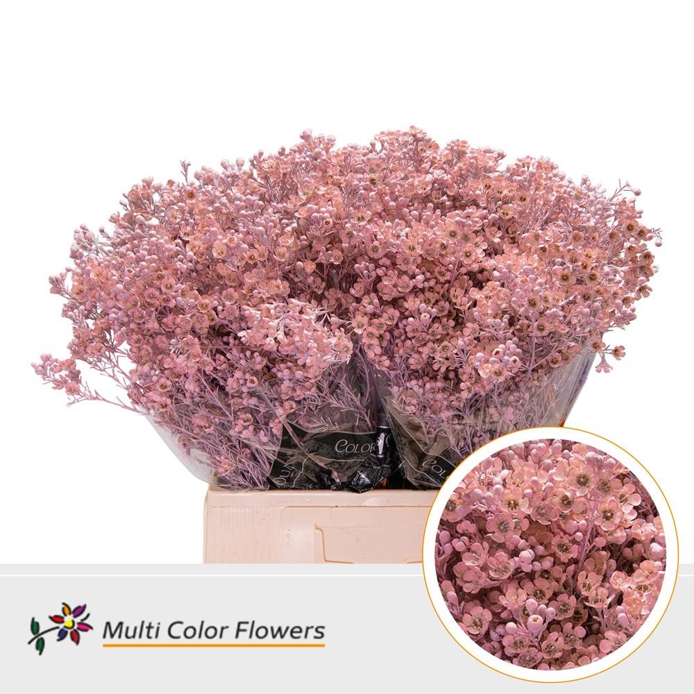 Срезанные цветы оптом Chamelaucium paint pink light от 100шт из Голландии с доставкой по России