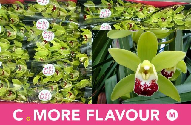 Срезанные цветы оптом Minicymbidium green coronado от 10шт. из Голландии с доставкой по России