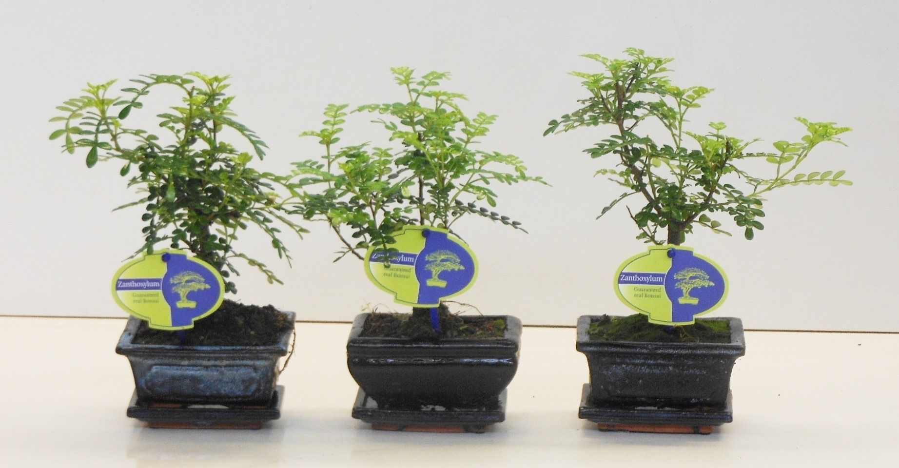 Горшечные цветы и растения оптом Bonsai Zanthoxylum Piperitum, 12cm., Broom, With D от 12шт из Голландии с доставкой по России
