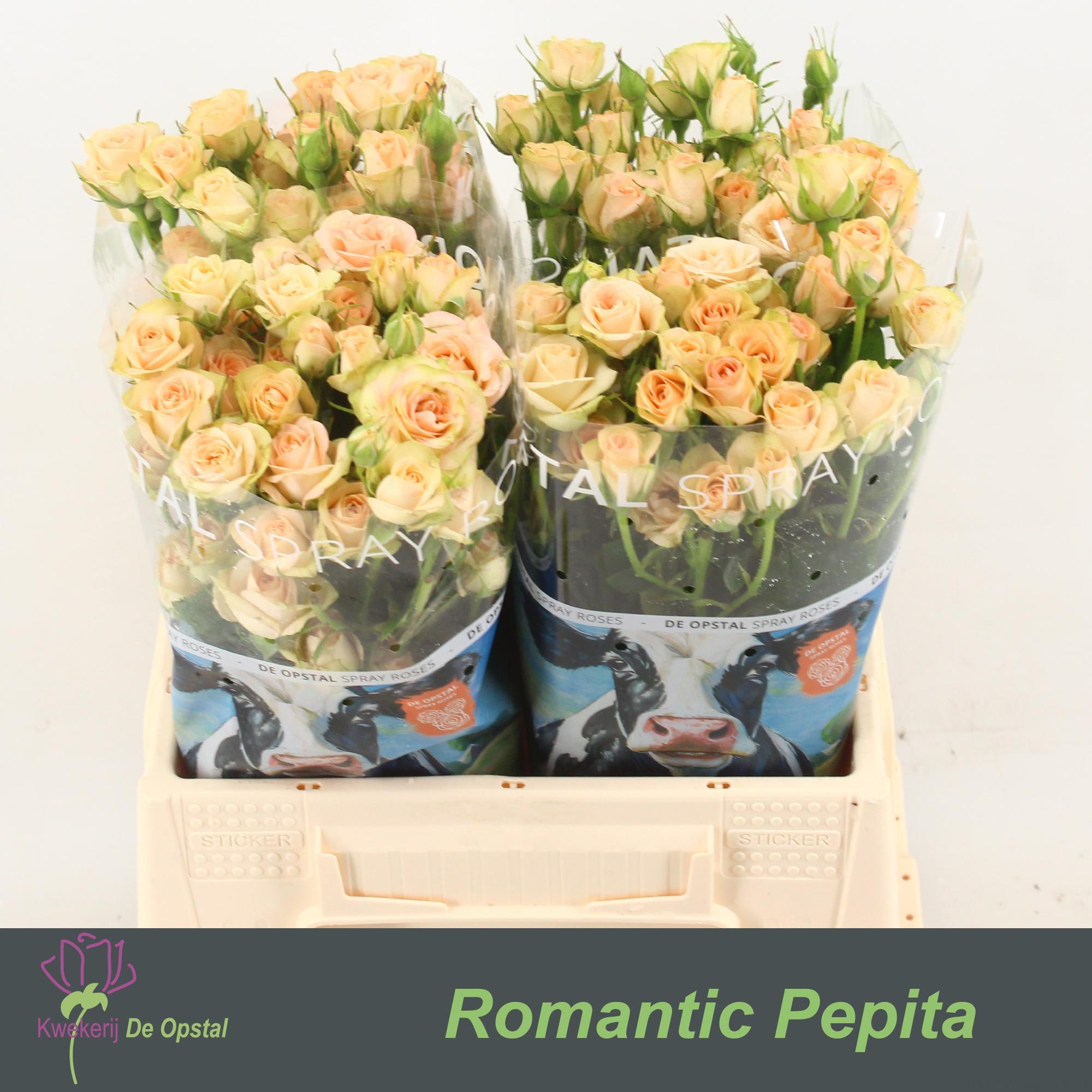 Срезанные цветы оптом Rosa spray romantic pepita от 40шт из Голландии с доставкой по России