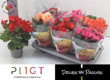 Горшечные цветы и растения оптом Begonia Du Dark Mix от 6шт из Голландии с доставкой по России