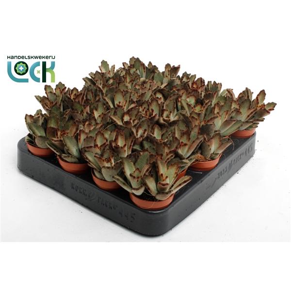 Горшечные цветы и растения оптом Kalanchoe Tomentosa Dark Tanz от 20шт (для телеги) из Голландии с доставкой по России